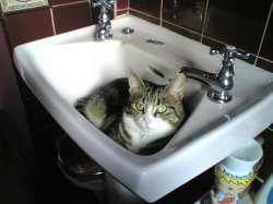 fifi_in_sink.JPG