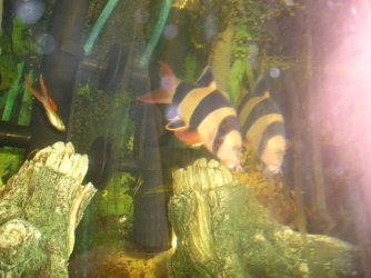 Fish_Pictures_016.JPG