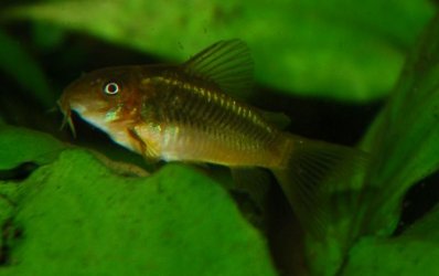 Corydoras_Green_Lazer2.JPG