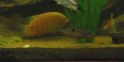 severum___firer_mouth.JPG