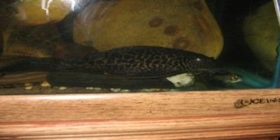 pleco.JPG