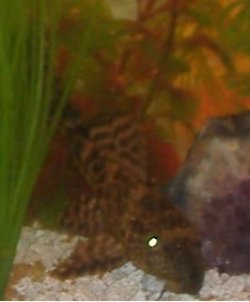 pleco3.jpg