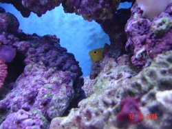 new_corals_4_006.jpg