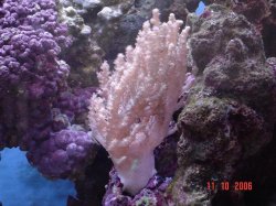 new_corals_3_028.jpg