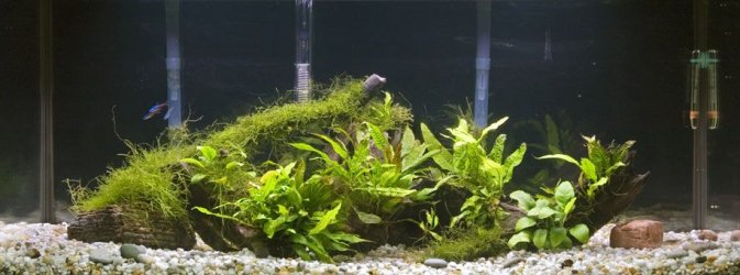 39gallon.jpg