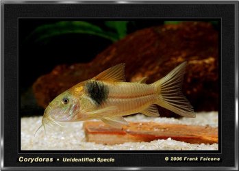 corydoras_unk_1a_lq.jpg