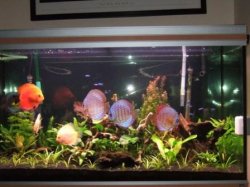 Discus_Tank_08_12_2006.JPG