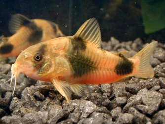 corydoras_725.jpg