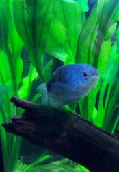 1_Gourami.JPG