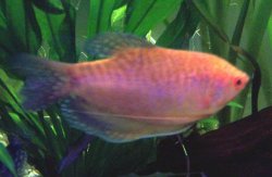 Big_G_gourami.JPG