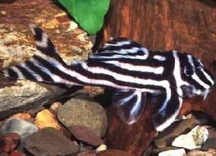 zebra_pleco.jpg