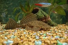 Sailfin_pleco_2.jpg