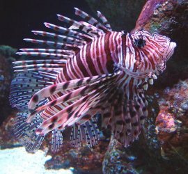 lion_fish.jpg