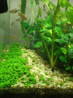 Fish_Tank_007.jpg