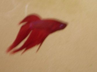 Betta_011.jpg