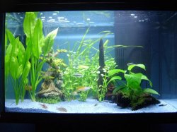 fish_tank12.JPG