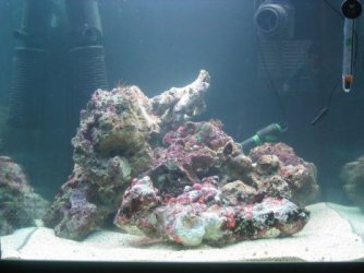 reef1_173.jpg