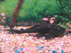 DSC00238smaller_darker_colored_pleco.JPG