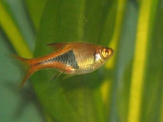 Rasbora.jpg