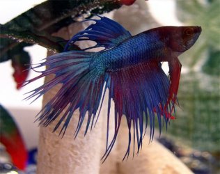 betta1.jpg