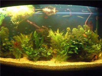 fish_tank_2_011.jpg