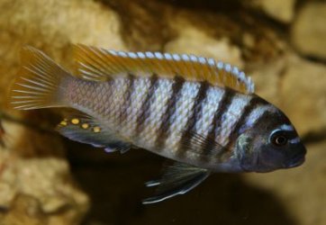 cynotilapia_afra_jalo_reef.JPG