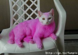 pink_cat.jpg