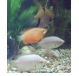 Gourami.JPG