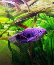 gourami.JPG