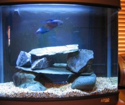 fishtanks_005.JPG