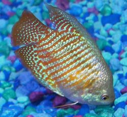 gourami.jpg