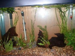 fish_tank_1_2007_001b.JPG