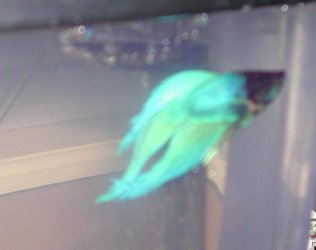 betta_6.jpg