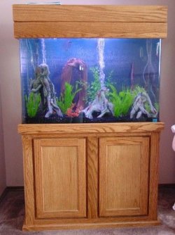 Fishtank1.jpg