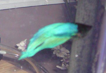 bettas_022107_001.jpg