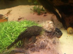 bristlenose.JPG