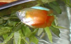 Gouramis2.jpg