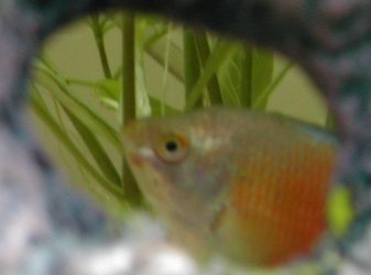 Gourami_Shotcrop.JPG