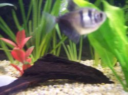 black_widow_tetra.JPG