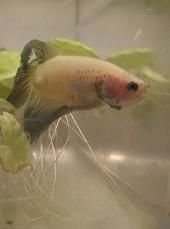 betta1a.JPG