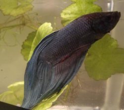 betta2b.JPG