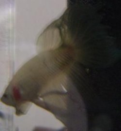 betta1a.JPG