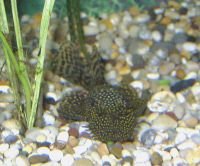 Male_bristlenose.jpg