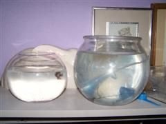 betta_and_bunny_019__WinCE_.jpg