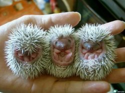 hedgehogbabies.jpg