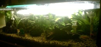 Fish_Tank_Updated_3.jpg