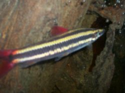 Anostomus.jpg