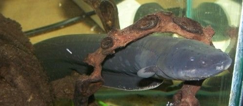 electric_eel_1.jpg