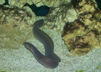 moray_eel.jpg