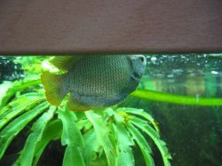 malegourami.jpg